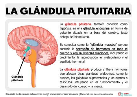 diagrama de la glándula pituitaria y su relación con la prolactina