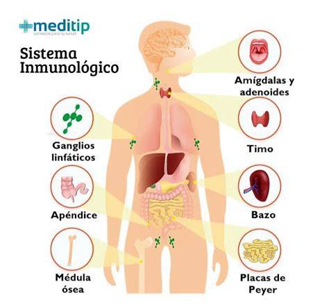 Esquema del sistema inmunitario combatiendo una infección con fiebre
