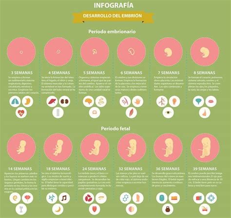 Infografía que muestre las semanas de embarazo y las ecografías recomendadas en cada trimestre