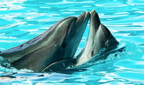 Ilustración mostrando el cortejo entre delfines machos y hembras, con énfasis en los comportamientos de nado y exhibición.