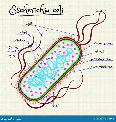 Esquema de la bacteria E. coli con sus fimbrias y antígenos