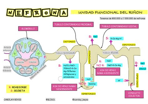 Esquema simplificado del riñón con flechas indicando la formación de cálculos y la acción del citrato de potasio para prevenirlos.