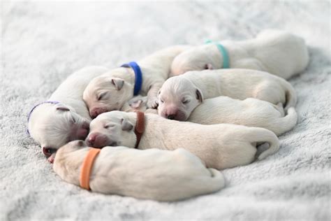 Foto de varios animales bebés, como cabritos, cachorros y polluelos, en un entorno natural