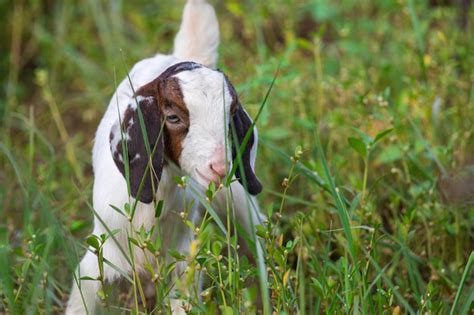 Cabrito pequeño en un campo verde con una expresión de curiosidad