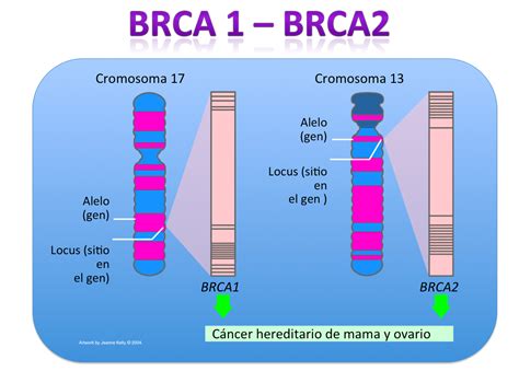 Esquema: Mutaciones BRCA1 y BRCA2 y riesgo de cáncer de mama y ovario