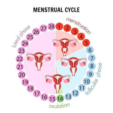 ilustración del ciclo menstrual con marcadores de fertilidad