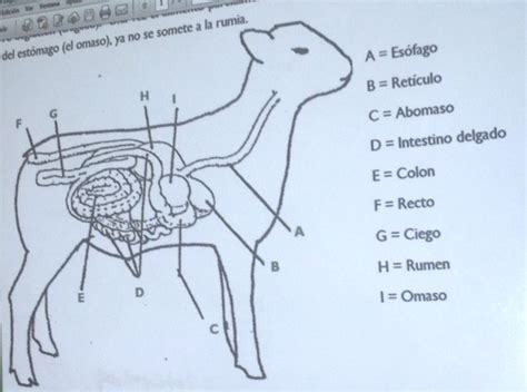 Esquema del sistema digestivo de un cordero o cabrito recién nacido