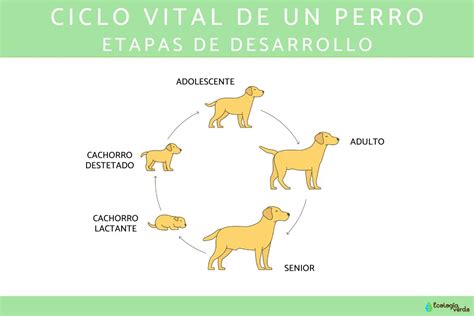 diagrama del ciclo reproductivo de una perra