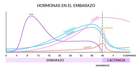 Esquema de cambios hormonales y físicos durante el embarazo