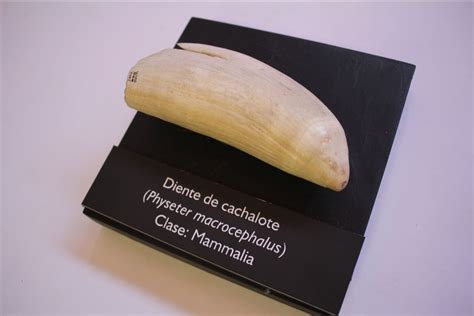 diente de cachalote antiguo encontrado en Sevilla