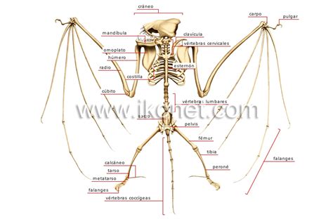 esqueleto de murciélago mostrando la estructura del ala