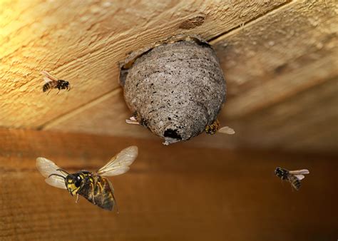 Foto de un nido de avispas en el techo o alero de una casa