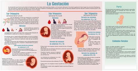 Infografía mostrando las etapas del proceso de gestación subrogada.