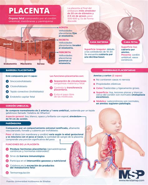Infografía detallando las funciones de la placenta (intercambio de gases, nutrientes, desechos, hormonas)