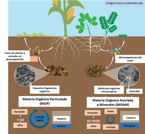 Diagrama que muestra el ciclo de la materia orgánica en el suelo, desde residuos frescos hasta humus y nutrientes disponibles para las plantas.
