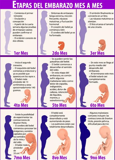 infografía sobre cómo se mide el embarazo en semanas y meses