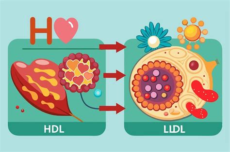 Infografía detallando las diferencias entre colesterol HDL y LDL y sus efectos en la salud.
