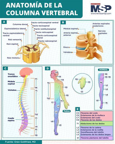 Infografía sobre la importancia de la alineación de la columna vertebral al dormir de lado