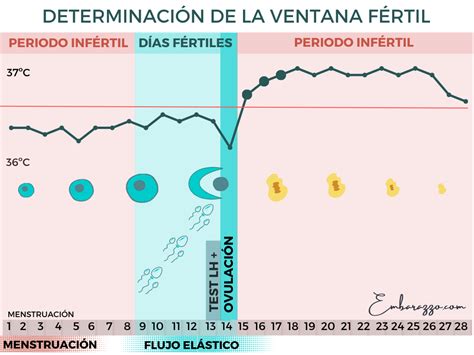 Infografía sobre la ventana fértil y días de máxima fertilidad