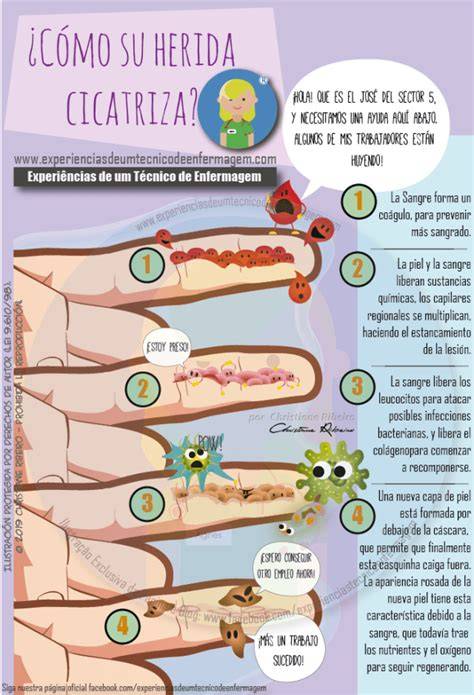 infografía sobre el proceso de cicatrización y etapas del cordón umbilical