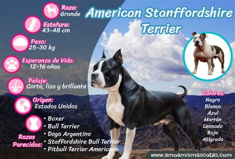 Tabla de características del American Staffordshire Terrier