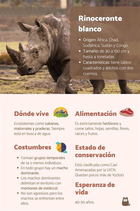 Infografía comparativa de las subespecies de rinoceronte negro y su estado de conservación.