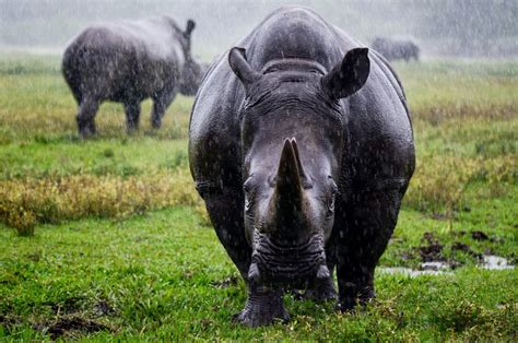 Imagen de una ecografía de un rinoceronte negro en desarrollo.