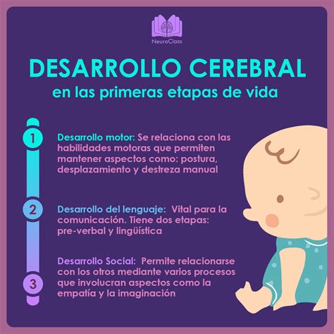Esquema de las etapas del desarrollo cerebral en niños pequeños