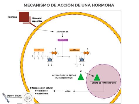 Esquema de la acción de la eCG y la hCG en el ciclo reproductivo de los animales.