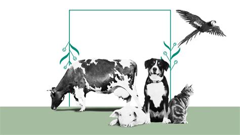 Ilustración que representa la preocupación por el bienestar animal en la obtención de hormonas.