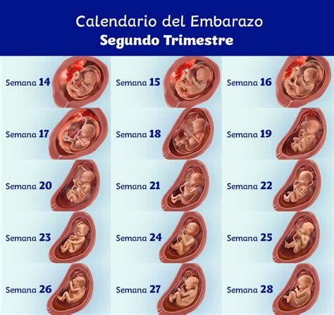 Infografía detallando el calendario del embarazo y las semanas consideradas prematuras.