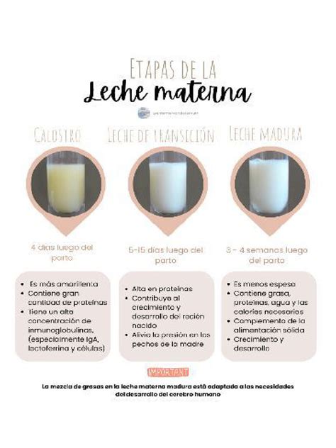 diagrama que muestra las diferentes etapas de la leche materna (calostro, leche de transición, leche madura) y sus características principales