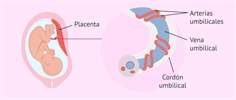 Esquema de la placenta y el cordón umbilical dentro del útero, mostrando su conexión con el feto