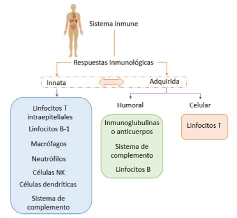 Esquema del sistema inmunitario reaccionando a un alérgeno
