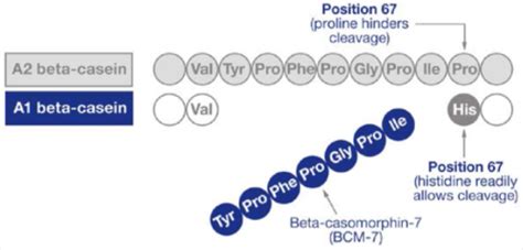Diagrama que muestra la estructura de la beta-caseína A1 y A2 y su posible interacción en el intestino.