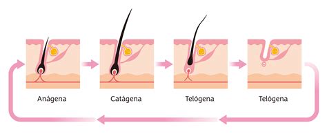 Esquema del ciclo capilar: fases anágena, catágena y telógena