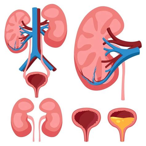 Esquema del sistema urinario fetal mostrando riñones, uréteres y vejiga