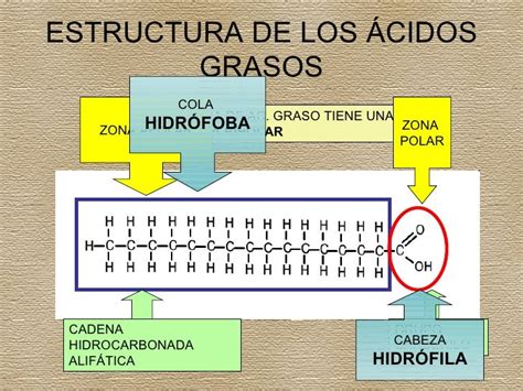 Esquema de la estructura química de los ácidos grasos omega-3 y sus principales tipos (ALA, EPA, DHA)