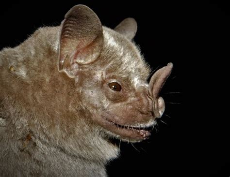 Fotografía de un murciélago frugívoro de nariz corta.