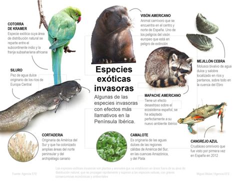 Infografía comparando murciélagos nativos y la especie invasora en Canarias.