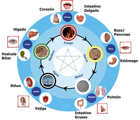 Esquema de las relaciones entre emociones y órganos según la Medicina Tradicional China