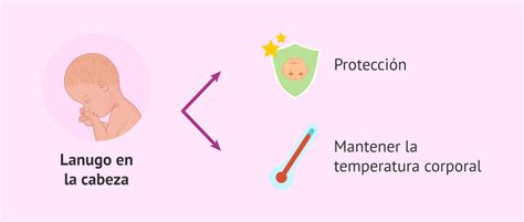 Esquema del feto cubierto de lanugo en el útero materno