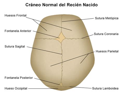 Esquema detallado de las suturas y huesos craneales de un feto o recién nacido