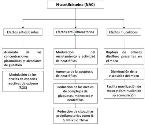Esquema del mecanismo de acción de la acetilcisteína sobre el moco bronquial