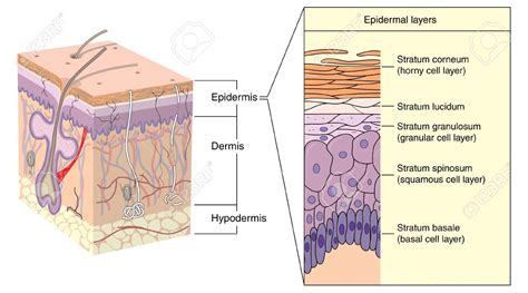 Esquema de las capas de la piel mostrando la profundidad de la micropigmentación