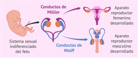 Diagrama de la diferenciación sexual fetal con y sin AMH