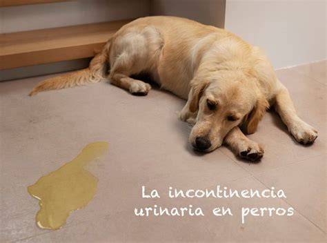 Esquema de las causas de incontinencia en perros