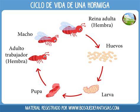 Ciclo de vida completo de una hormiga