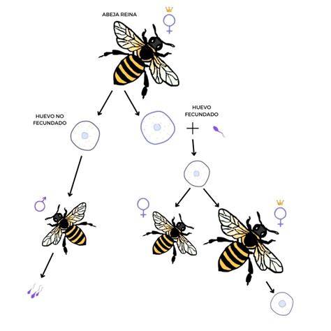Diagrama de haplodiploidía en hormigas