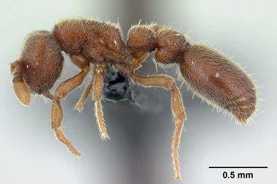 Hormiga saqueadora clónica Ooceraea biroi